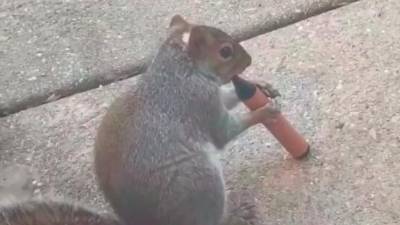 Captura del vídeo en el que se muestra a una ardilla fumando un váper. / Twitter.