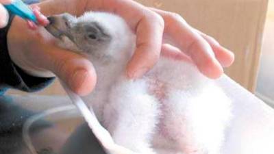El pollo recién nacido recibiendo alimento. / Archivo Histórico de Diario JAÉN.