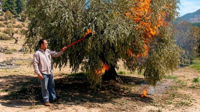 Un agricultor quema olivos afectados por las heladas del pasado invierno en la finca situada en el paraje de “Las Torrecillas”. / Archivo Histórico de Diario JAÉN.
