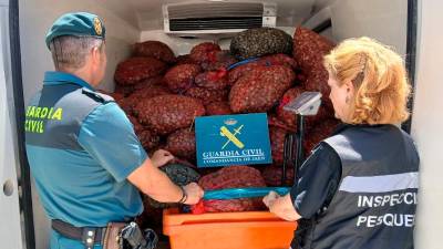 Cargamento de almejas intervenido. / Guardia Civil. 