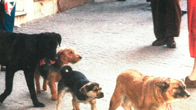 Cuatro perros sin collar vagan por una céntrica calle de la capital. / Archivo Histórico de Diario JAÉN.