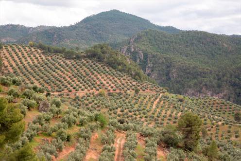<i>Olivares ubicados en la superficie amparada por la Denominación de Origen Sierra de Segura.</i>