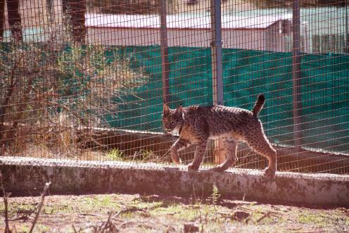 <i>Lince en las instalaciones de La Olivilla. Archivo. / Junta de Andalucía.</i>