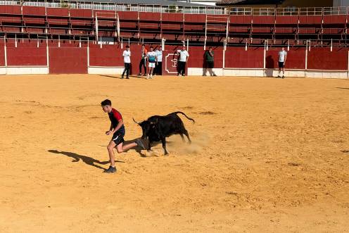 <i>Algunos momentos de la suelta de reses. / Ana Isabel Bravo / Diario JAÉN.</i>