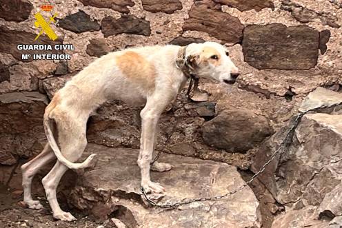 <i>Estado en el que el Seprona encontró al perro. / Guardia Civil.</i>