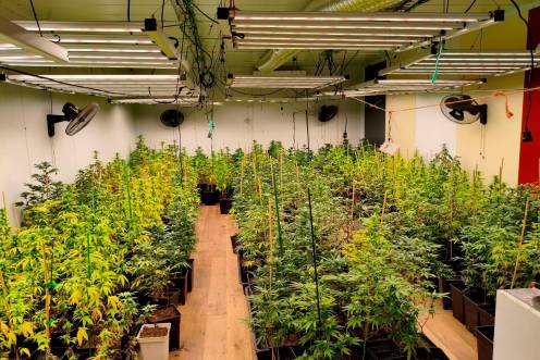 <i>Imagen de archivo de plantación de marihuana interior</i>
