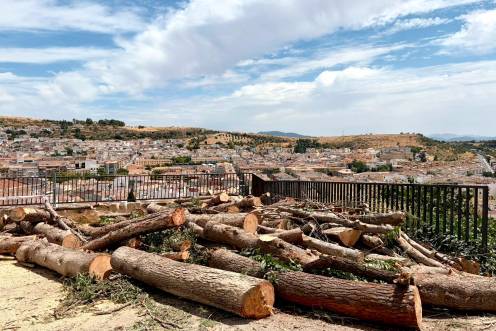 <i>Imagen de árboles retirados del pinar de La Mota. / Ayuntamiento Alcalá la Real. </i>