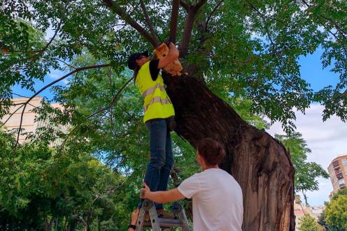 <i>Durante la instalación de cajas nido para aves en el centro de la capital. / Ayuntamiento de Jaén.</i>