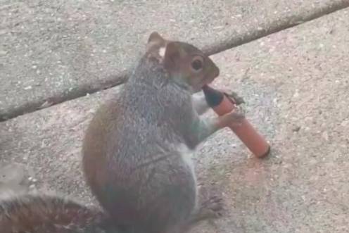 <i>Captura del vídeo en el que se muestra a una ardilla fumando un váper. / Twitter.</i>