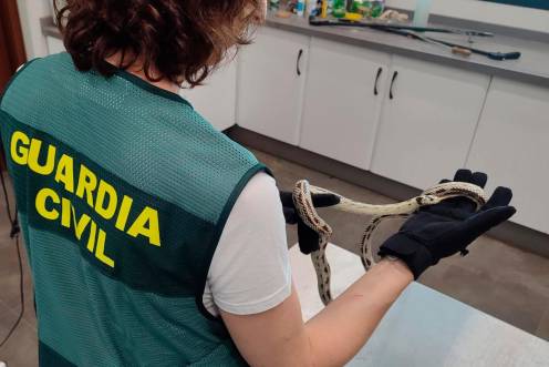 <i>Una de las serpientes intervenidas. / Guardia Civil.</i>