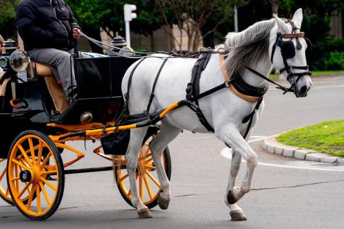 <i>Imagen de archivo de un coche de caballos. / Eduardo Briones / Europa Press. </i>