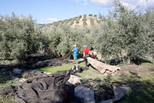 <i>Un grupo de personas trabajando en un olivar jiennense, en una imagen de archivo. / Jason Moyano / Diario JAÉN. </i>