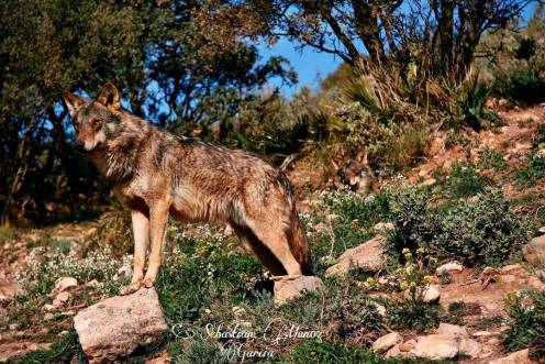 <i>Un ejemplar de un lobo ibérico. </i>