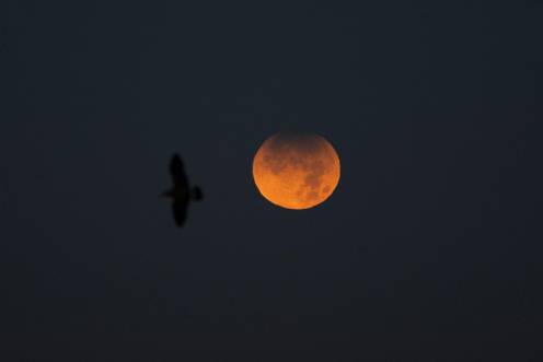 <i>El cielo donde se observa un eclipse lunar parcial. / Europa Press. </i>