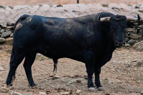<i>Uno de los seis toros de El Parralejo.</i>