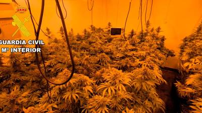 Imagen de archivo de una plantación de marihuana. / Guardia Civil de Jaén.