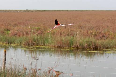 <i>Imagen de la finca Veta la Palma en el Espacio Natural de Doñana. / Europa Press. </i>