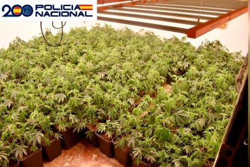 <i>Las casi 700 plantas de marihuana intervenidas. / Policía Nacional.</i>