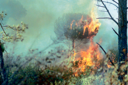 <i>El fuego, que al cierre de la edición de este día aún no había sido extinguido. / Archivo Histórico de Diario JAÉN.</i>