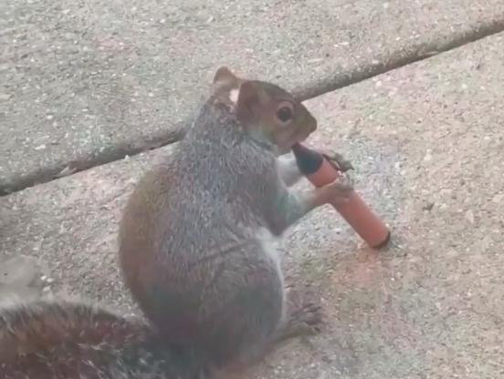 <i>Captura del vídeo en el que se muestra a una ardilla fumando un váper. / Twitter.</i>