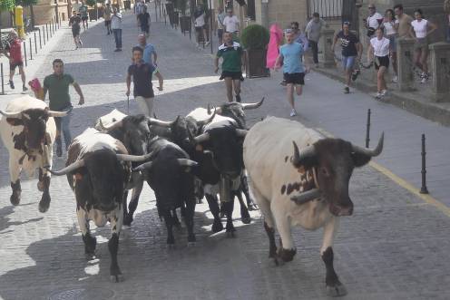 <i>Novillos y cabestros de la ganadería de Benito García Chicano corren, con un gran porte, por la Plaza de la Constitución antes de hacer el giro a Don Mendo de Benavides. / Francisco Gaitán / Diario JAÉN. </i>