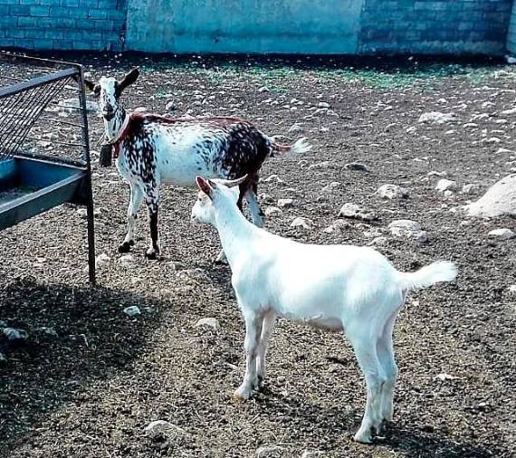 <i>La madre bastante recuperada de la ceguera y su inseparable cría, ya más mayorcita, en el patio de la tiná de los hermanos Valle.</i>