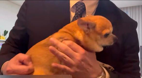 <i>El dueño del chihuahua interpreta temas como “Don´t stop me now” de Queen usando a su perro como guitarra. / @bk_billy100 en Instagram.</i>