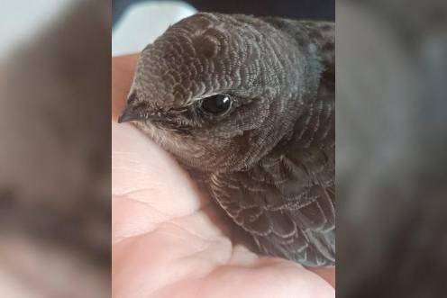 <i>Una de las aves atendidas en Andújar en la campaña de socorro estival. / Ameco / Europa Press</i>