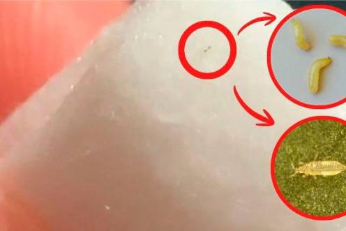 <i>Sobre estas líneas, gusano diminuto sobre una servilleta de papel tras la primera extracción en su casa. A la derecha, dos imágenes en detalle que muestran cómo son las larvas de mosca de la oveja y de trip.</i>