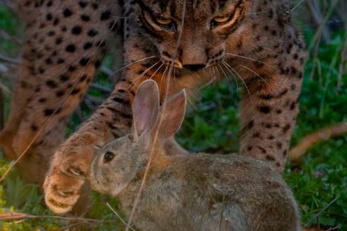 <i>Un lince trata de cazar a un conejo en un paraje natural de la provincia jiennense. / Ángel Hidalgo / Diario JAÉN</i>