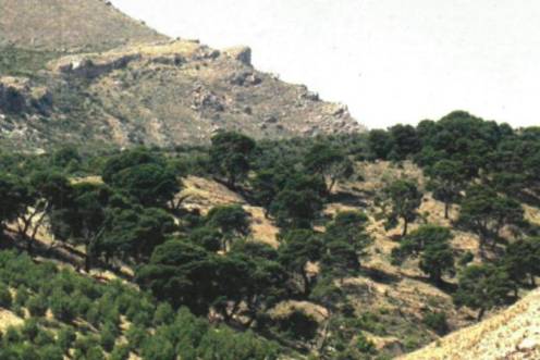<i>Pinar de Cánava. / Archivo histórico Diario JAÉN. </i>