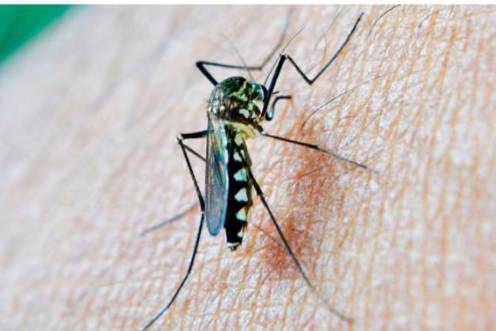 <i>Mosquito portador del Virus del Nilo Occidental (VNO). / </i>