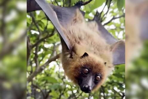 <i>Murciélago zorro volador. / @tvaztecapuebla.</i>