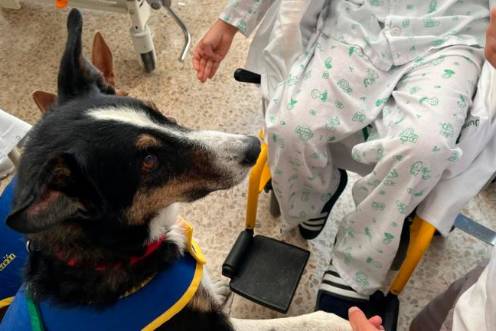 <i>Terapia canina para niños en el Hospital Universitario de Jaén. / Junta de Andalucía. </i>