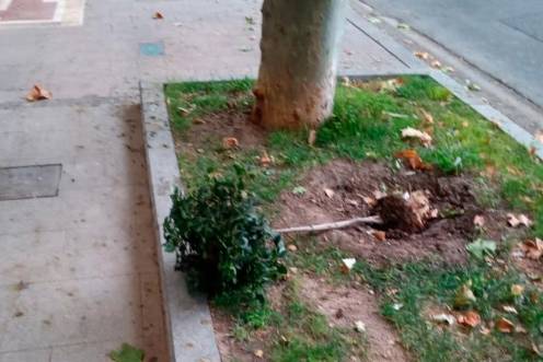 <i>Uno de los ejemplares de durillo arrancados en el paseo de la Estación. / Ayuntamiento de Jaén. </i>