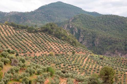 <i>Olivar de montaña en la Sierra de Segura. / Europa Press. </i>