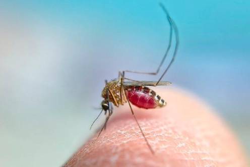 <i>Anecpla pide no acumular agua estancada para prevenir la picadura del mosquito transmisor del Virus del Nilo Occidental. / Anecpla. </i>
