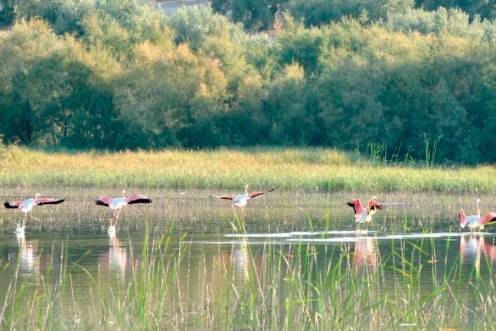 <i>Cinco flamencos buscan alimento en la laguna del Hituelo, ubicada en la carretera que une Martos con Santiago de Calatrava. / Archivo histórico Diario JAÉN. </i>