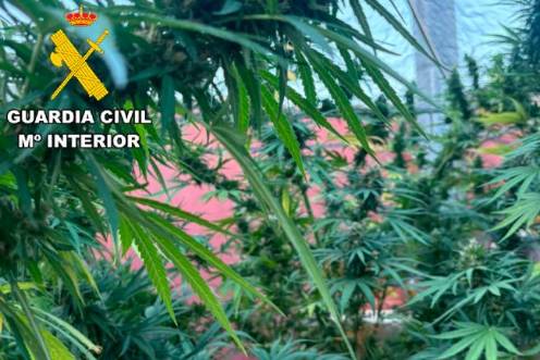 <i>Plantación de marihuana intervenida por agentes de la Guardia Civil. / Guardia Civil. </i>