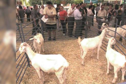 <i>Varias cabras blancas andaluzas instaladas en corrales en la feria de la comarca de Sierra Mágina. Al fondo, se aprecia el movimiento de público durante la jornada de inauguración. / Archivo histórico Diario JAÉN. </i>