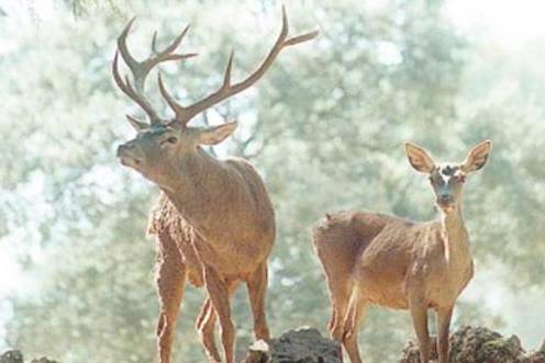 <i>Dos ciervos en el Parque Natural de Cazorla, Segura y Las Villas. / Archivo histórico Diario JAÉN. </i>