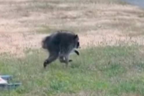 <i>Jimothy, mapache viral de Seattle. / BBC News. </i>