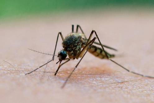 <i>Mosquito (VNO). / Europa Press.</i>