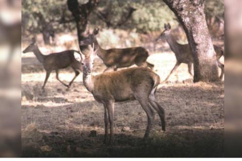 <i>Ciervos en Sierra Morena. / Archivo histórico Diario JAÉN. </i>