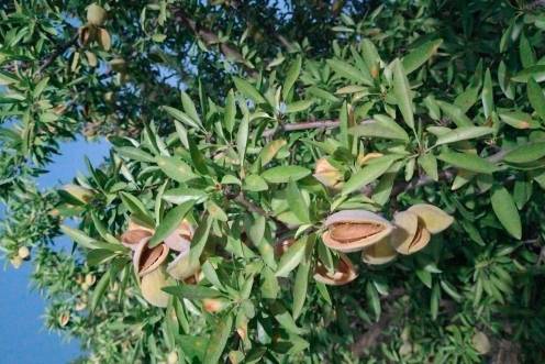 <i>Almendras rompiendo, a julio de 2026.</i>