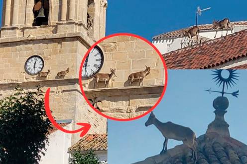 <i>Las cabras monteses caminan por la cornisa de la torre de la iglesia de Santa Marta, en Martos.</i>