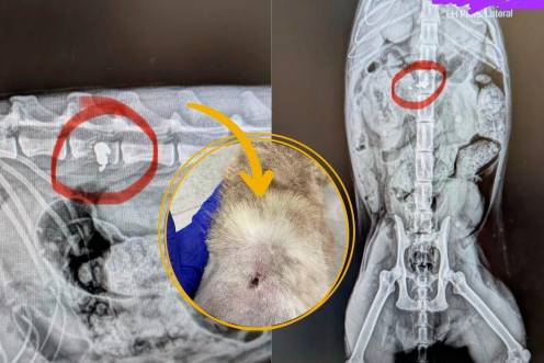<i>Imágenes de la radiografía de la gata y la herida. / Facebook: Asociación Felinos Protegidos Jódar.</i>