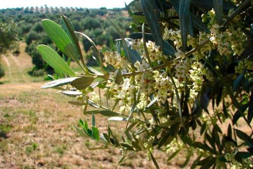<i>Olivo en floración. Archivo. / Junta de Andalucía.</i>