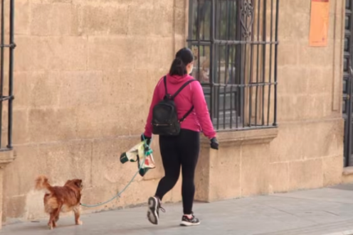 <i>El número de perros en la provincia de Jaén asciende a 186.299. / Ayuntamiento de Alcalá la Real. </i>