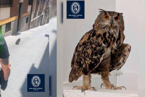 <i>Rescate búho real. / Ayuntamiento de Martos. </i>